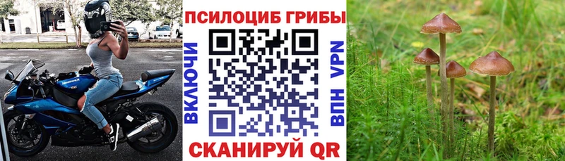 продажа наркотиков Шилка Галлюциногенные грибы ЛСД